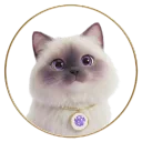 🐈